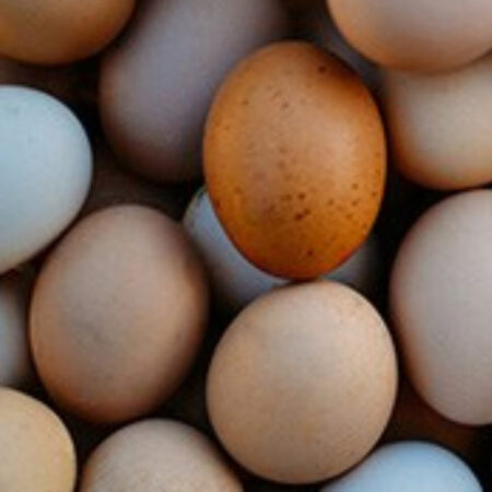 Farm Fresh Eggs
